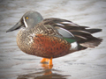 Australasian Shoveler